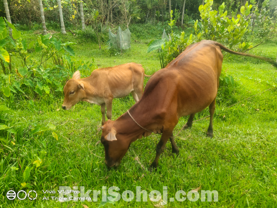দেশি গাভি বাচ্চা সহ